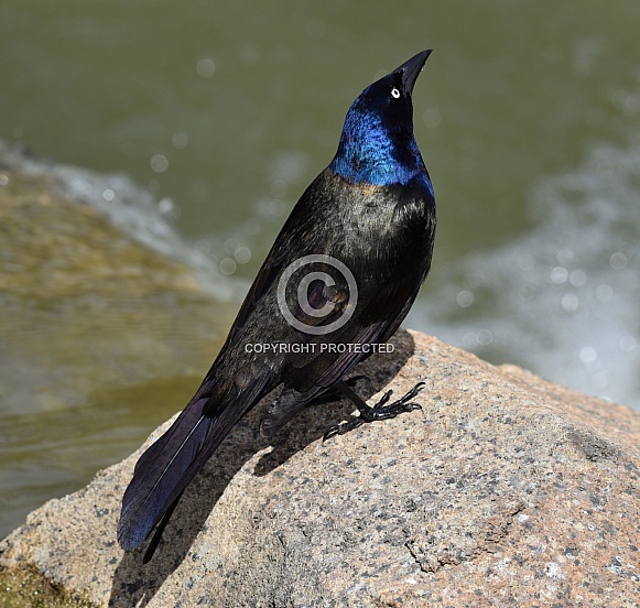 Grackle