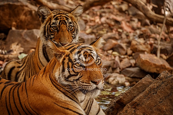 Beautiful tiger in the nature habitat. Tiger pose in amazing light. Wildlife scene with wild animal. Indian wildlife. Indian tiger. Panthera tigris tigris.