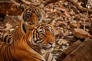 Beautiful tiger in the nature habitat. Tiger pose in amazing light. Wildlife scene with wild animal. Indian wildlife. Indian tiger. Panthera tigris tigris.