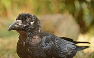 Raven