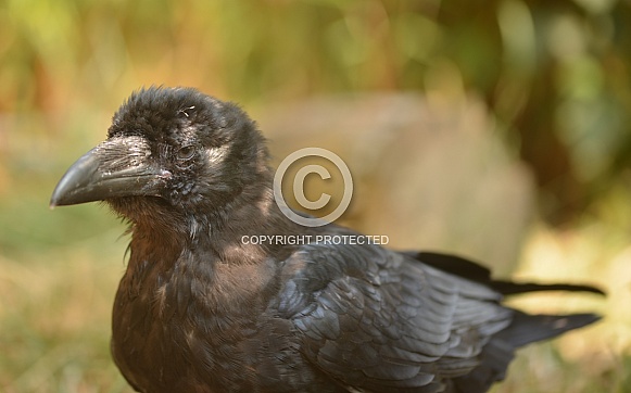 Raven