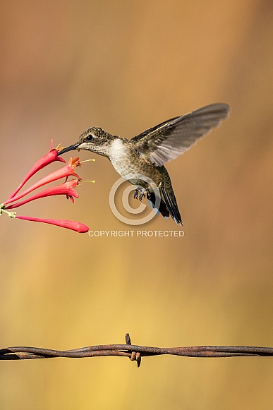 Hummingbird Feeding & Barb Wire Hummingbird Feeding & Barb Wire