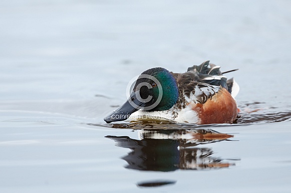 Northern shoveler