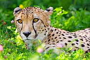 Cheetah in the grass