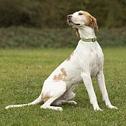Trailhound