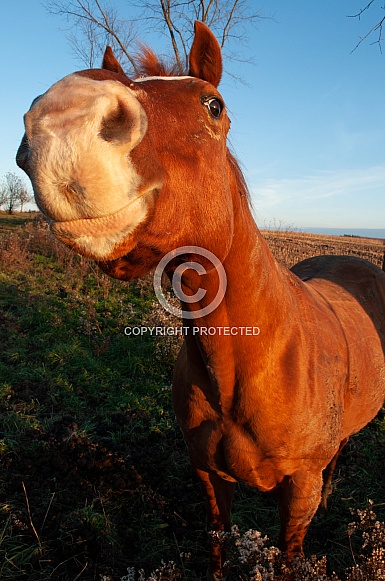 American Quarter Horse