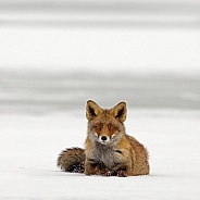 Red fox in Nature