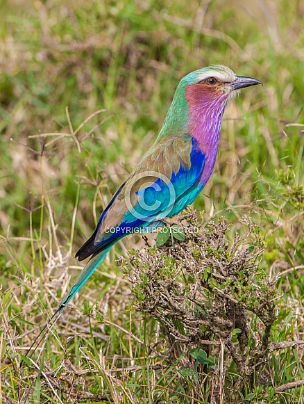 Lilac Breasted Roller Lilac Breasted Roller