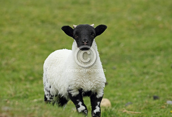 Scottish Blackface Sheep