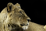 Asiatic Lion, close up