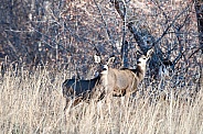 Wild mule deer mother and fawns