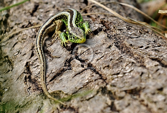 Sand lizard Sand lizard