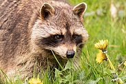Raccoon In Grass and Flowers