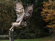 Eurasian Eagle Owl