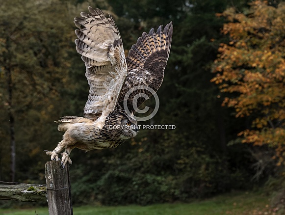 Eurasian Eagle Owl
