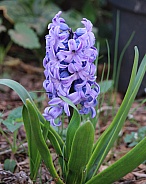 Violet Hyacinth Flower