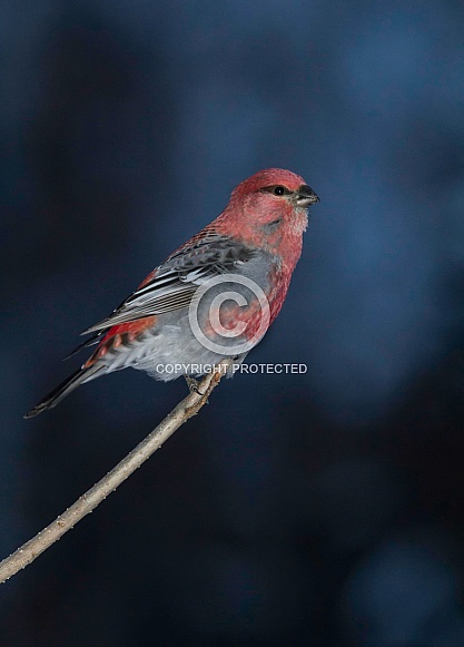 Male Pine Grosbeak