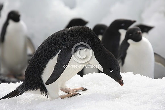 Adelie penguins - Antarctica Adelie penguins - Antarctica