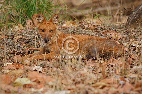 Indian wild dog pose in the nature habitat