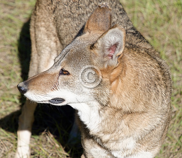 Red Wolf