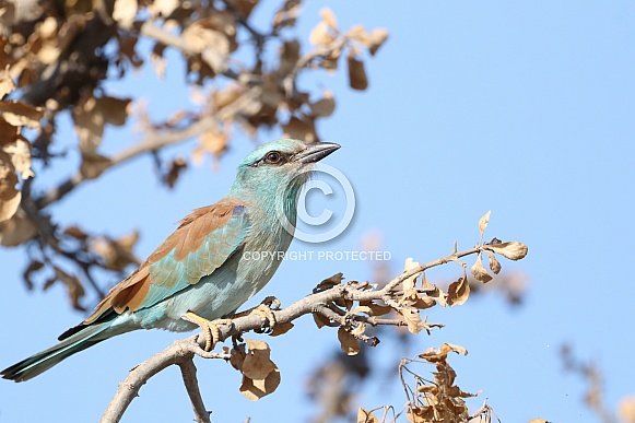 European Roller European Roller