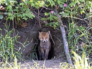 Red fox siblings play and look like they are close