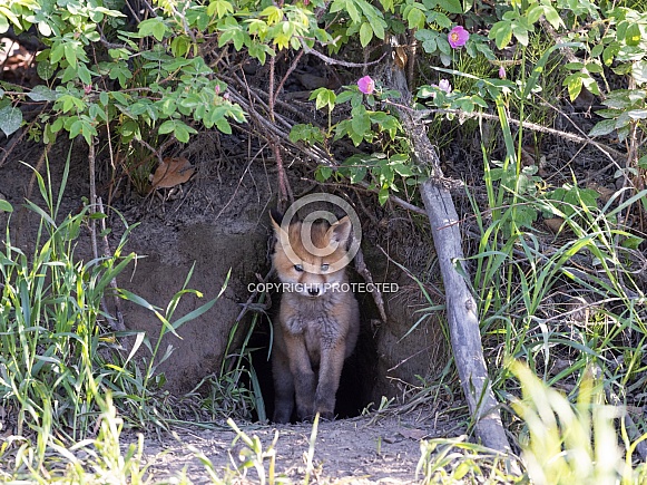 Red fox siblings play and look like they are close