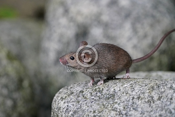 House Mouse House Mouse