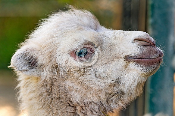 Baby camel Baby camel