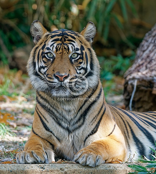 Bengal Tiger