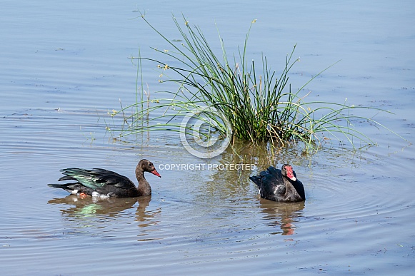 Spur-winged Fowl Spur-winged Fowl
