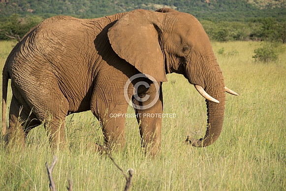 African Elephant African Elephant