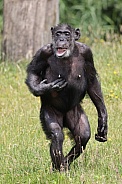 Chimpanzee (Pan troglodytes)