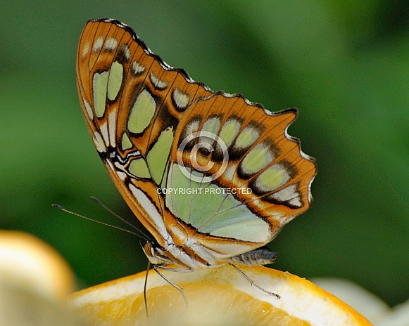 malachite butterfly