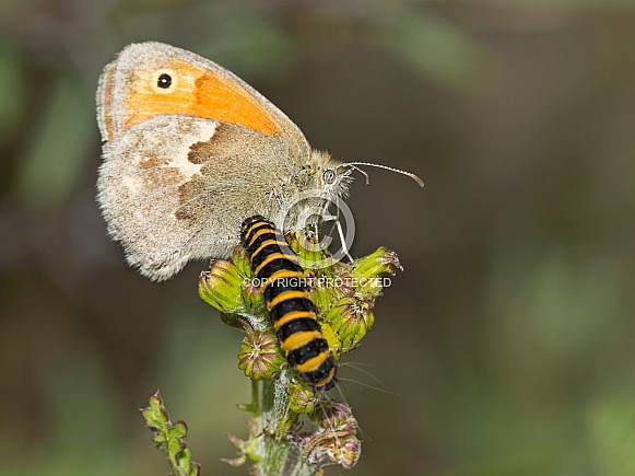 Meadow brown (Maniola jurtina) and caterpillar