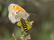 Meadow brown (Maniola jurtina) and caterpillar
