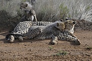 Cheetah Mother with 4-Month-Old Cubs