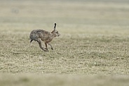 Hare
