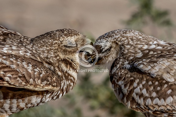 Burrowing Owl--Begging For Lunch