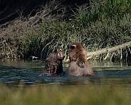 Growling and playing in the water are two male bear brothers
