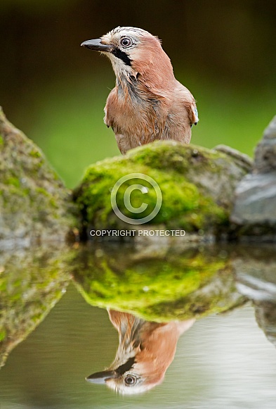 The beautiful Jay Bird