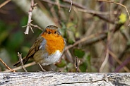 Robin