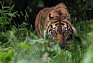 stalking Sumatran Tiger