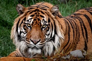 Sumatran Tiger