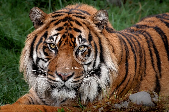 Sumatran Tiger
