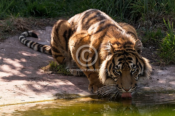 Sumatran Tiger Having A Drink Full Body