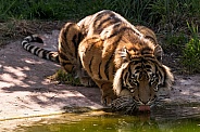 Sumatran Tiger Having A Drink Full Body