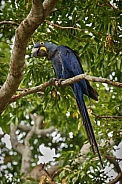 Hyacinth macaw in the nature habitat