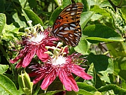 Passion Flowers & Butterfly