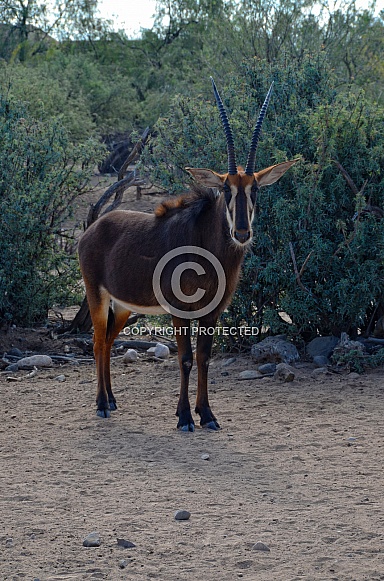 Sable Antelope Sable Antelope